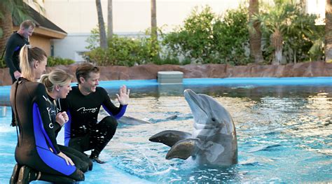 dolphin lv|las vegas dolphin encounter.